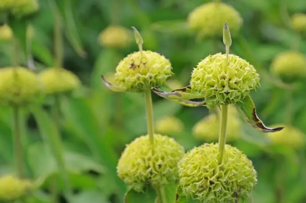 Phlomis russeliana (Phlomis)