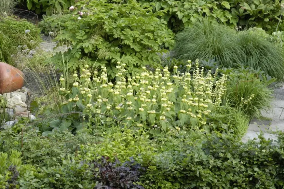 Phlomis russeliana (Phlomis)