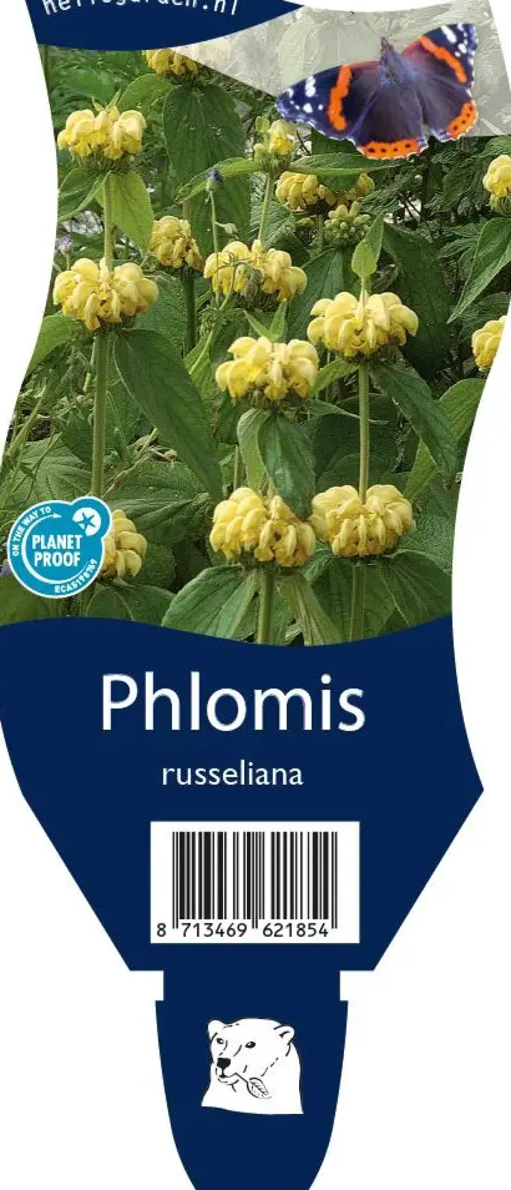 Phlomis russeliana (Phlomis)