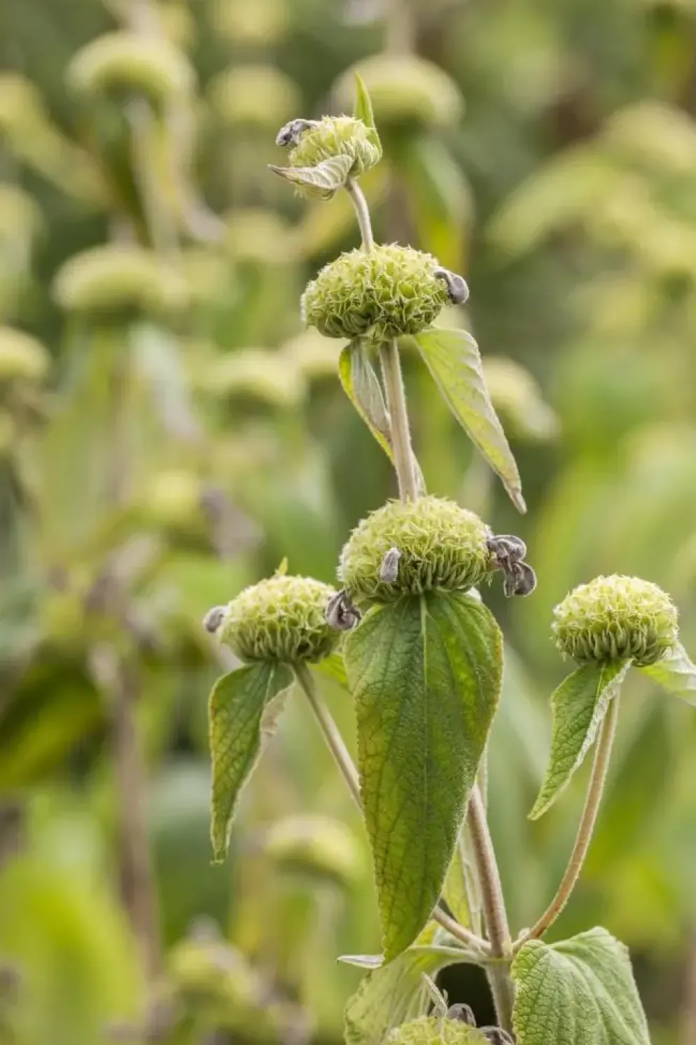 Phlomis russeliana (Phlomis)