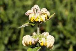 Phlomis russeliana (Phlomis)