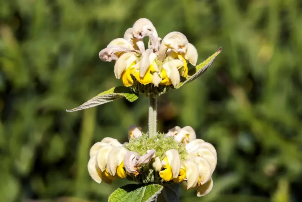 Phlomis russeliana (Phlomis)