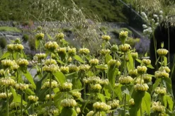 Phlomis russeliana (Phlomis)
