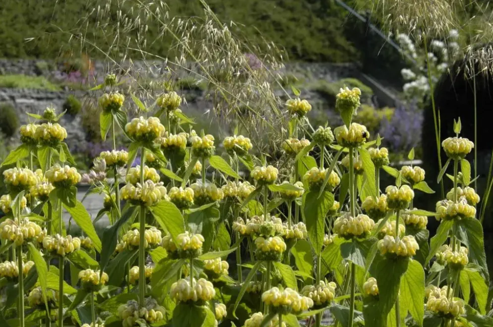 Phlomis russeliana (Phlomis)