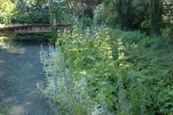 Phlomis russeliana (Phlomis)