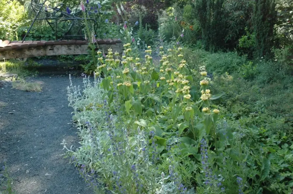 Phlomis russeliana (Phlomis)