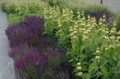 Phlomis russeliana (Phlomis)