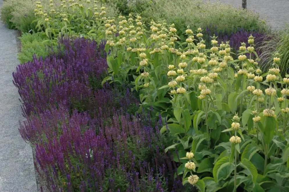 Phlomis russeliana (Phlomis)