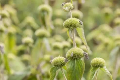 Phlomis russeliana (Phlomis)