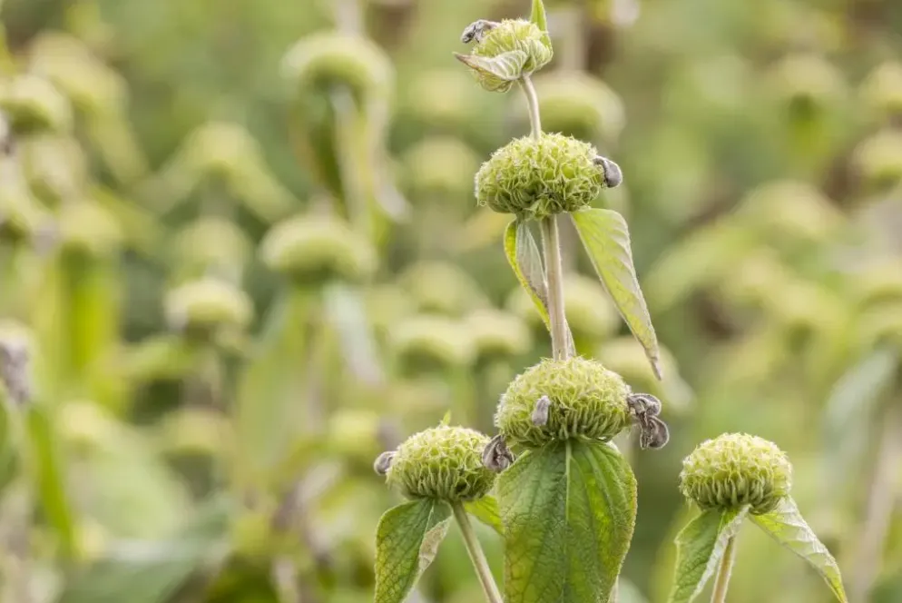 Phlomis russeliana (Phlomis)