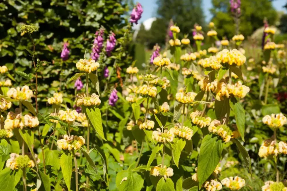 Phlomis russeliana (Phlomis)