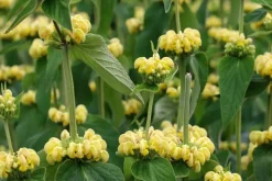 Phlomis russeliana (Phlomis)
