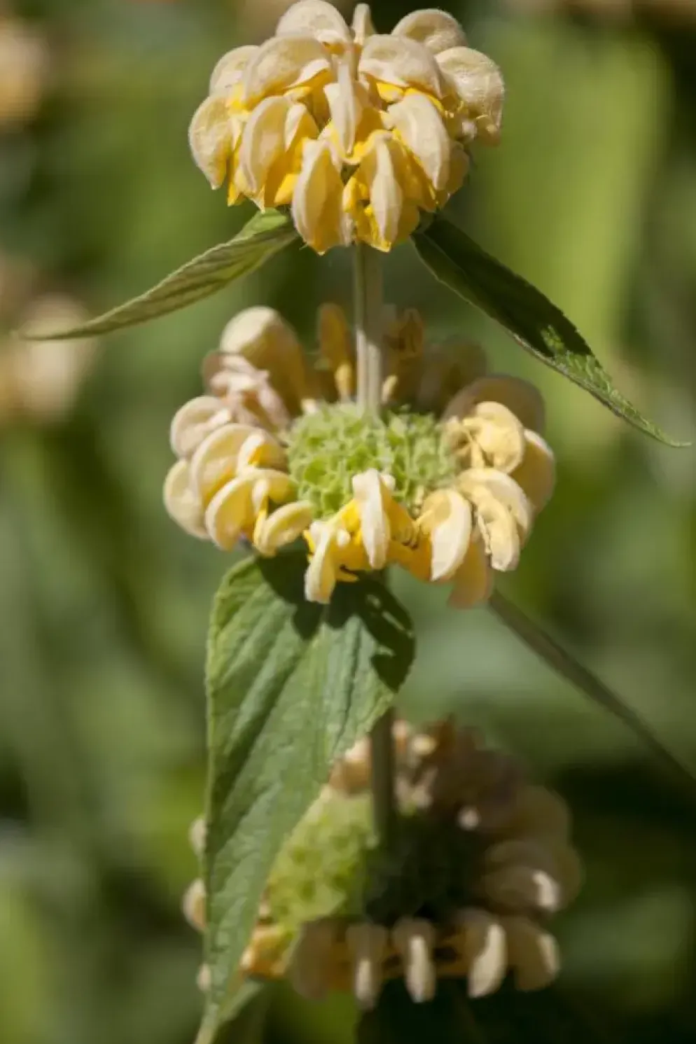Phlomis russeliana (Phlomis)