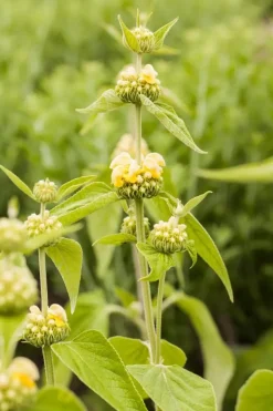 Phlomis russeliana (Phlomis)