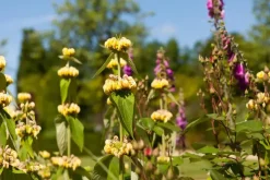 Phlomis russeliana (Phlomis)
