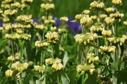 Phlomis russeliana (Phlomis)