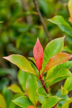 Photinia fraseri 'Carré Rouge' (Glansmispel 'Carré Rouge')