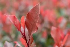 Photinia fraseri 'Little Red Robin' (Glansmispel 'Little Red Robin')