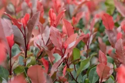 Photinia fraseri 'Little Red Robin' (Glansmispel 'Little Red Robin')