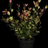 Photinia fraseri 'Little Red Robin' (Glansmispel 'Little Red Robin')