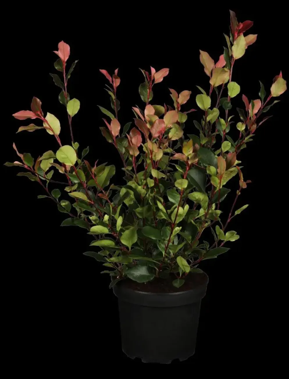 Photinia fraseri 'Little Red Robin' (Glansmispel 'Little Red Robin')