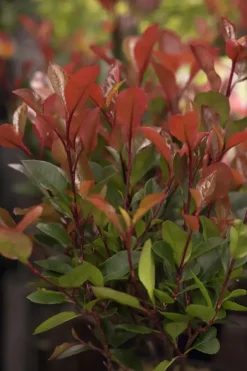 Photinia fraseri 'Little Red Robin' (Glansmispel 'Little Red Robin')