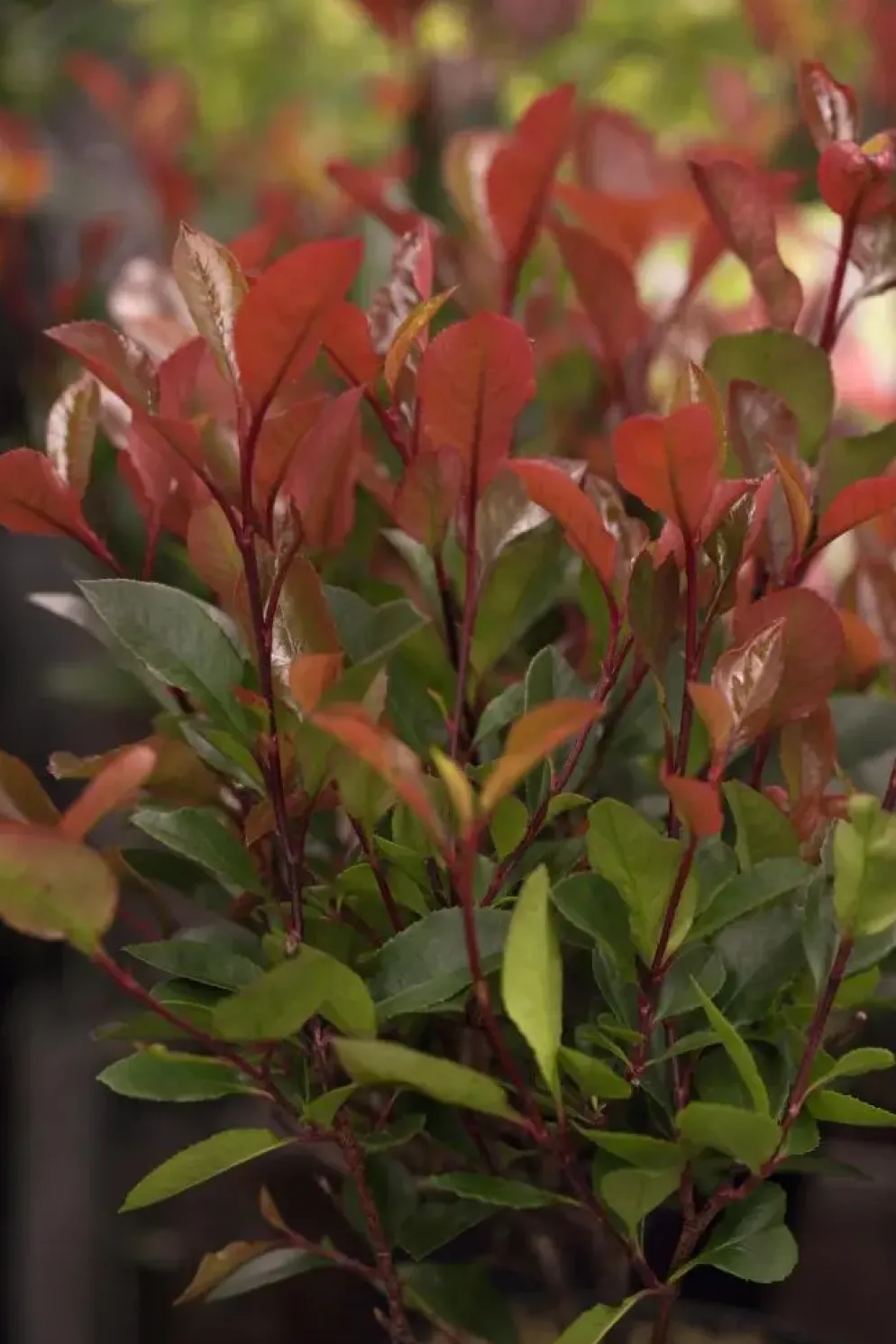 Photinia fraseri 'Little Red Robin' (Glansmispel 'Little Red Robin')