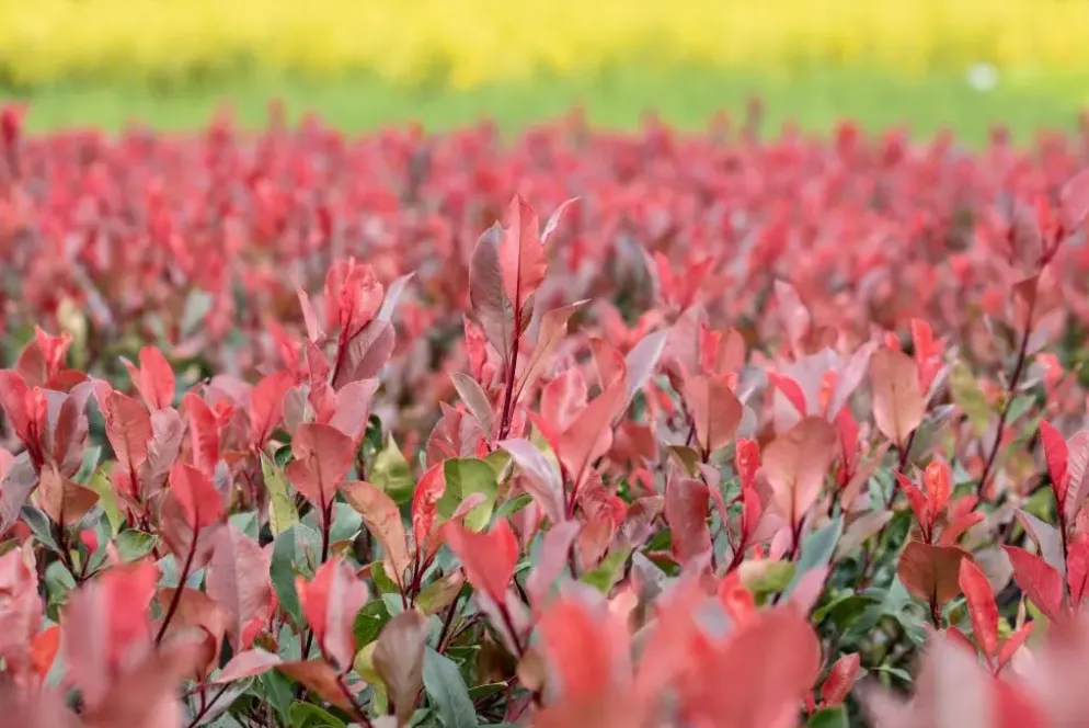 Photinia fraseri 'Little Red Robin' (Glansmispel 'Little Red Robin')