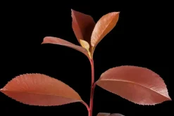 Photinia fraseri 'Red Robin' (Glansmispel 'Red Robin')