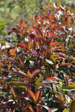 Photinia fraseri 'Red Robin' (Glansmispel 'Red Robin')