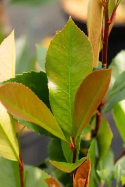 Photinia fraseri 'Red Robin' (Glansmispel 'Red Robin')