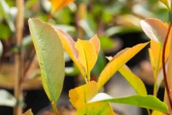 Photinia fraseri 'Red Robin' (Glansmispel 'Red Robin')