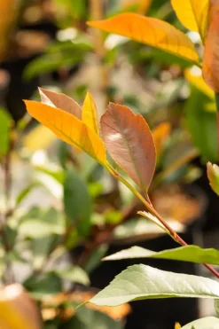 Photinia fraseri 'Red Robin' (Glansmispel 'Red Robin')