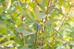 Photinia fraseri 'Red Robin' (Glansmispel 'Red Robin')