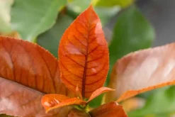 Photinia fraseri 'Red Robin' (Glansmispel 'Red Robin')