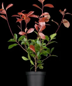 Photinia fraseri 'Red Robin' (Glansmispel 'Red Robin')