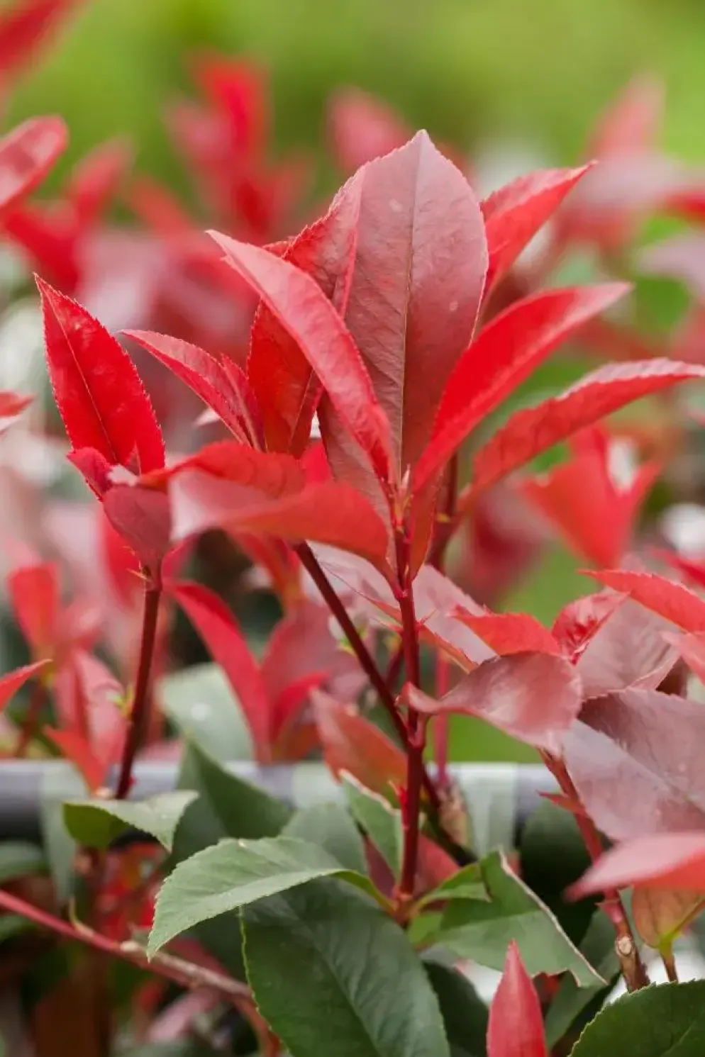 Photinia fraseri 'Red Robin' (Glansmispel 'Red Robin')