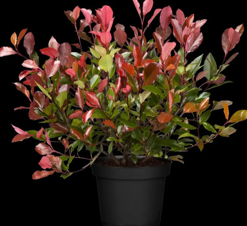 Photinia fraseri 'Red Robin' (Glansmispel 'Red Robin')