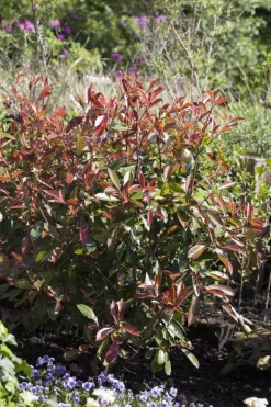 Photinia fraseri 'Red Robin' (Glansmispel 'Red Robin')