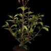 Photinia fraseri 'Red Robin' (Glansmispel 'Red Robin')