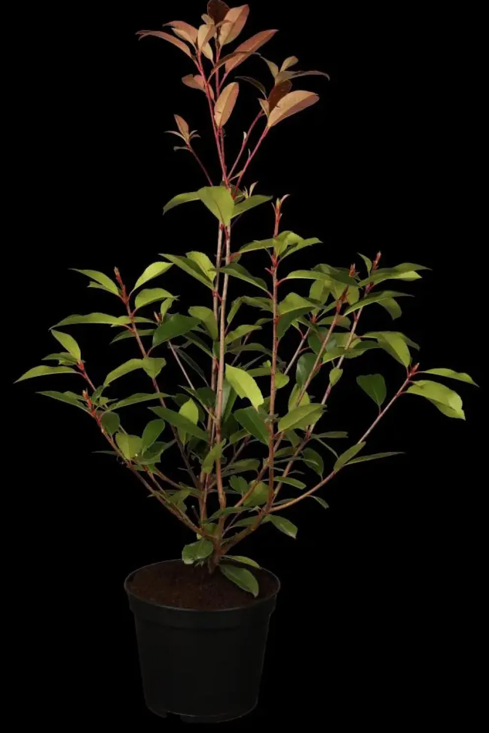 Photinia fraseri 'Red Robin' (Glansmispel 'Red Robin')