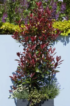 Photinia fraseri 'Red Robin' (Glansmispel 'Red Robin')