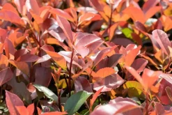 Photinia fraseri 'Red Robin' (Glansmispel 'Red Robin')