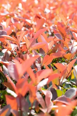 Photinia fraseri 'Red Robin' (Glansmispel 'Red Robin')