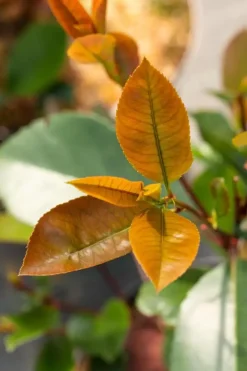Photinia fraseri 'Red Robin' (Glansmispel 'Red Robin')
