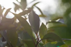 Photinia fraseri 'Red Robin' (Glansmispel 'Red Robin')