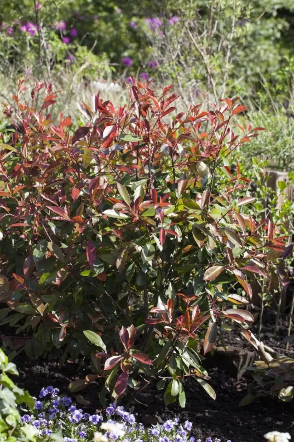 Photinia fraseri 'Red Robin' (Glansmispel 'Red Robin')