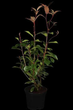 Photinia fraseri 'Red Robin' (Glansmispel 'Red Robin')