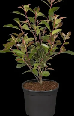 Photinia fraseri 'Robusta Compacta' (Glansmispel 'Robusta Compacta')