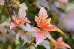 Physocarpus opulifolius 'Lady in Red'® (Blaasspirea 'Lady in Red')